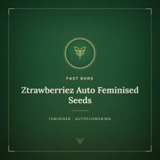 Ztrawberriez Auto Feminised Seeds Ztrawberriez Auto Feminised Seeds