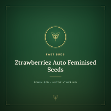 Ztrawberriez Auto Feminised Seeds Ztrawberriez Auto Feminised Seeds