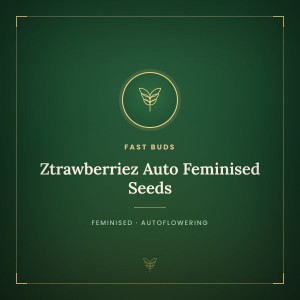 Ztrawberriez Auto Feminised Seeds Ztrawberriez Auto Feminised Seeds