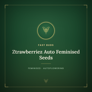 Ztrawberriez Auto Feminised Seeds Ztrawberriez Auto Feminised Seeds