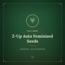 Z-Up Auto Feminised Seeds Z-Up Auto Feminised Seeds