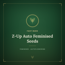 Z-Up Auto Feminised Seeds Z-Up Auto Feminised Seeds