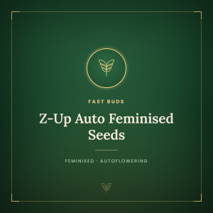 Z-Up Auto Feminised Seeds Z-Up Auto Feminised Seeds