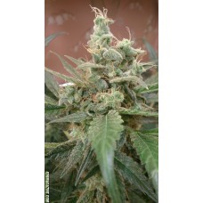 AK Auto Feminised Seeds AK Auto Feminised Seeds