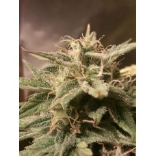 Bubble Auto Feminised Seeds Bubble Auto Feminised Seeds