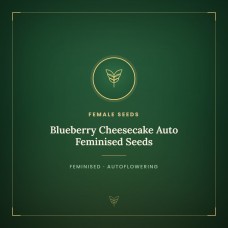 Blueberry Cheesecake Auto Feminised Seeds Blueberry Cheesecake Auto Feminised Seeds