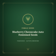 Blueberry Cheesecake Auto Feminised Seeds Blueberry Cheesecake Auto Feminised Seeds