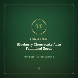Blueberry Cheesecake Auto Feminised Seeds