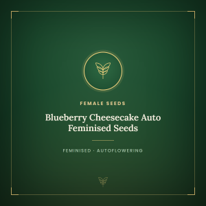 Blueberry Cheesecake Auto Feminised Seeds Blueberry Cheesecake Auto Feminised Seeds