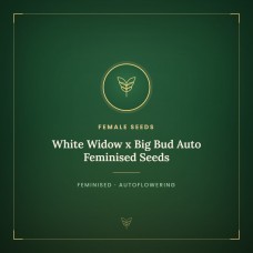 White Widow x Big Bud Auto Feminised Seeds White Widow x Big Bud Auto Feminised Seeds