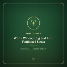 White Widow x Big Bud Auto Feminised Seeds White Widow x Big Bud Auto Feminised Seeds