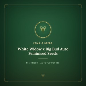 White Widow x Big Bud Auto Feminised Seeds White Widow x Big Bud Auto Feminised Seeds