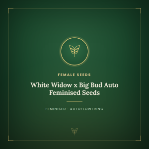 White Widow x Big Bud Auto Feminised Seeds White Widow x Big Bud Auto Feminised Seeds