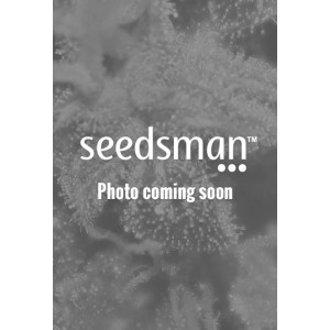Chem OG Feminised Seeds Chem OG Feminised Seeds