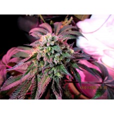 Cherry Pie Feminised Seeds Cherry Pie Feminised Seeds