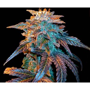 Gelato Auto Feminised Seeds Gelato Auto Feminised Seeds