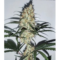 Grape Amnesia Feminised Seeds -4 Seeds Grape Amnesia Feminised Seeds -4 Seeds