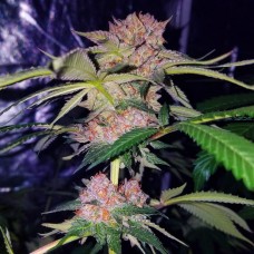 Mimosa Champagne Feminised Seeds Mimosa Champagne Feminised Seeds