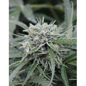 NL Auto Feminised Seeds NL Auto Feminised Seeds