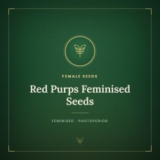 Red Purps Feminised Seeds Red Purps Feminised Seeds