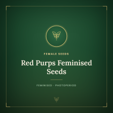 Red Purps Feminised Seeds Red Purps Feminised Seeds