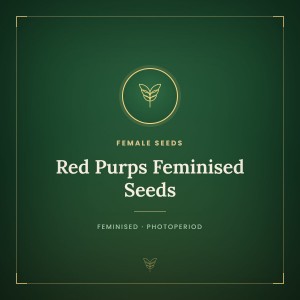 Red Purps Feminised Seeds Red Purps Feminised Seeds