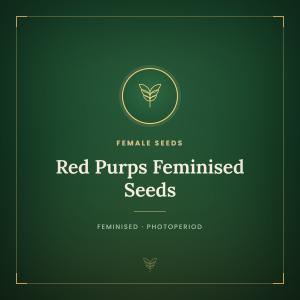 Red Purps Feminised Seeds