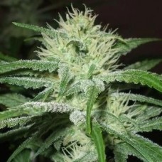 Speed Bud Auto Feminised Seeds Speed Bud Auto Feminised Seeds