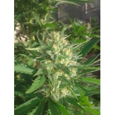 Sex Bud Feminised Seeds Sex Bud Feminised Seeds