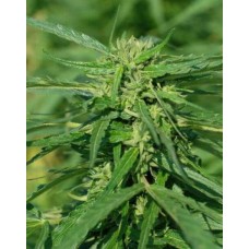 Terra Italia CBD Feminised Seeds Terra Italia CBD Feminised Seeds