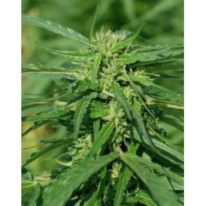 Terra Italia CBD Feminised Seeds Terra Italia CBD Feminised Seeds