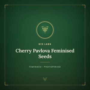 Cherry Pavlova Feminised Seeds Cherry Pavlova Feminised Seeds