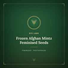 Frozen Afghan Mintz Feminised Seeds Frozen Afghan Mintz Feminised Seeds