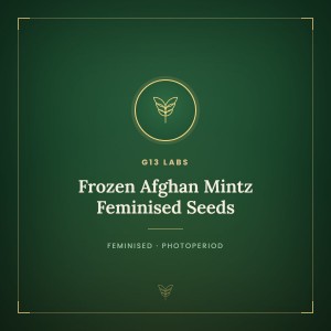 Frozen Afghan Mintz Feminised Seeds Frozen Afghan Mintz Feminised Seeds