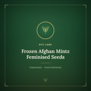 Frozen Afghan Mintz Feminised Seeds Frozen Afghan Mintz Feminised Seeds
