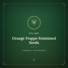 Orange Frappe Feminised Seeds Orange Frappe Feminised Seeds