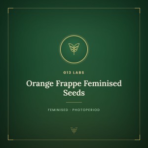 Orange Frappe Feminised Seeds