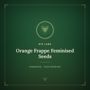 Orange Frappe Feminised Seeds Orange Frappe Feminised Seeds