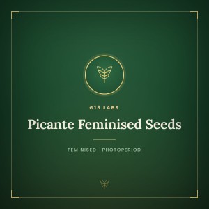 Picante Feminised Seeds Picante Feminised Seeds