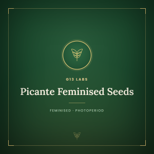 Picante Feminised Seeds Picante Feminised Seeds
