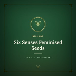 Six Senses Feminised Seeds