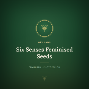 Six Senses Feminised Seeds Six Senses Feminised Seeds