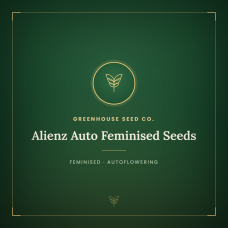 Alienz Auto Feminised Seeds Alienz Auto Feminised Seeds