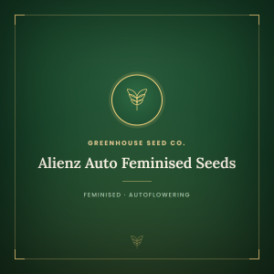 Alienz Auto Feminised Seeds Alienz Auto Feminised Seeds