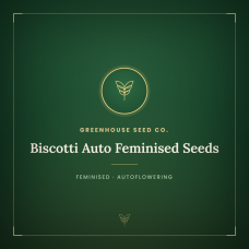 Biscotti Auto Feminised Seeds Biscotti Auto Feminised Seeds