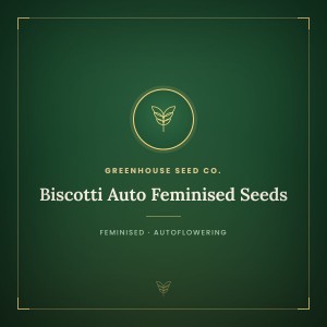 Biscotti Auto Feminised Seeds Biscotti Auto Feminised Seeds
