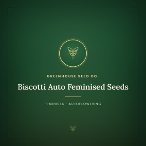 Biscotti Auto Feminised Seeds Biscotti Auto Feminised Seeds