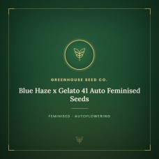 Blue Haze x Gelato 41 Auto Feminised Seeds Blue Haze x Gelato 41 Auto Feminised Seeds