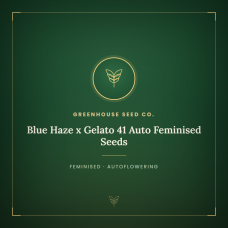 Blue Haze x Gelato 41 Auto Feminised Seeds Blue Haze x Gelato 41 Auto Feminised Seeds