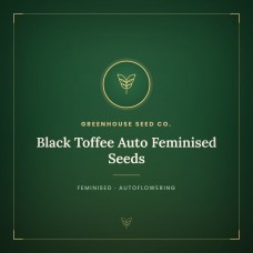 Black Toffee Auto Feminised Seeds Black Toffee Auto Feminised Seeds